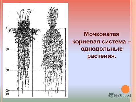 Презентация на тему: "КОРЕНЬ ВНЕШНЕЕ И ВНУТРЕННЕЕ СТРОЕНИЕ КОРНЯ.К ...