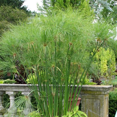 tropical Papyrus, King Tut_Cyperus papyrus – Minnesota Water Garden Society