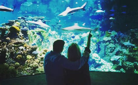 Alphabet Date A - Aquarium Date - Sleepover with the Sharks