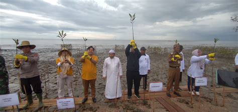 Pemkab Aksi Tanam 7 000 Bibit Mangrove Pada Peringatan Hari