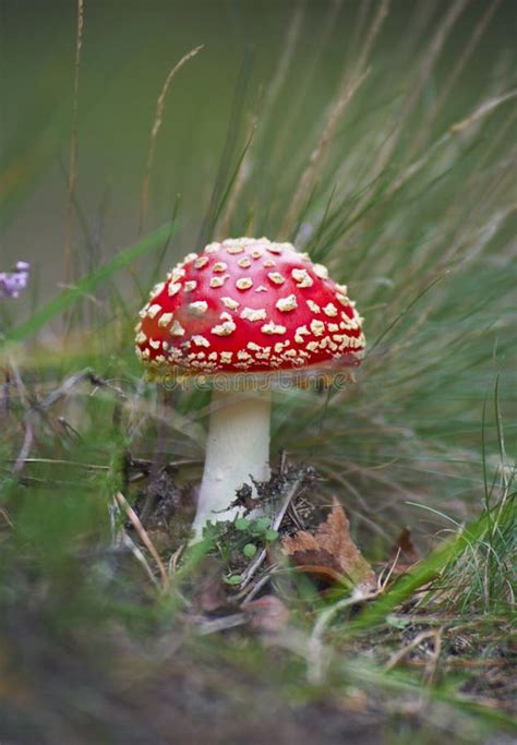 Amanita Bonito Que Cresce Na Floresta Ensolarada Do Outono Entre A