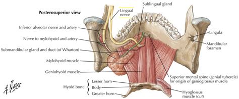 Lingual Nerve Injury And Dysfunction Doctorlansford