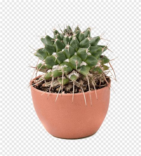 Green Plant In Brown Pot Cactaceae Euclidean Flowerpot Potted Cactus