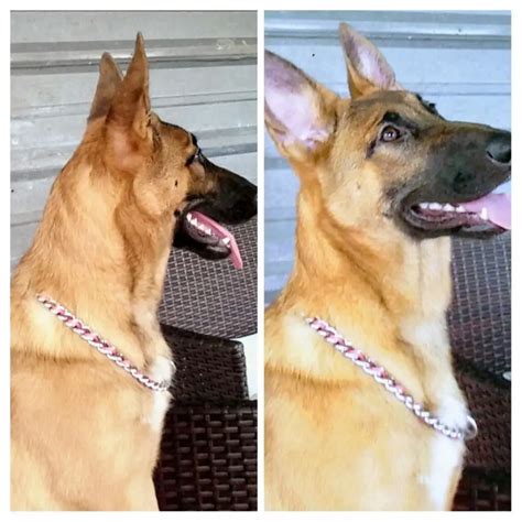 Shepinois?? - Page 1