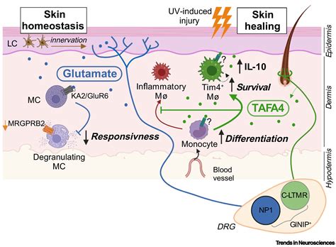 Differential Regulation Of Cutaneous Immunity By Sensory Neuron Subsets