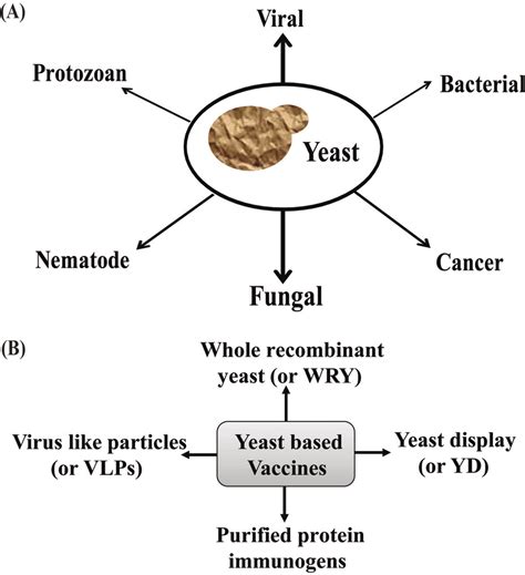 Yeast Based Vaccines A Schematic Showing The Application Of Yeast In Download Scientific