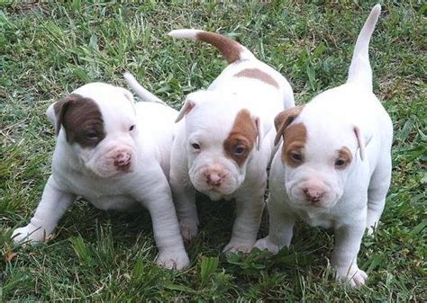 American pitbull terrier puppies - floridareter