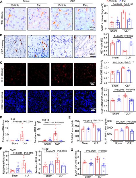 Frontiers Blockage Of S100a8a9 Ameliorates Septic Nephropathy In Mice