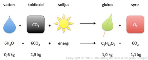 Instuderingsfrågor Biologi 2 Cellbiologi Flashcards Quizlet