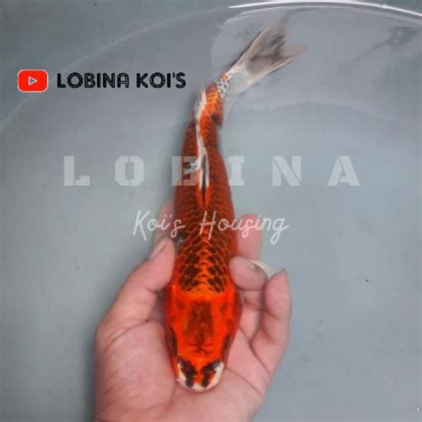 Jual Ikan Koi Blitar Jenis Red Kujaku Km01 Lobina Shopee Indonesia