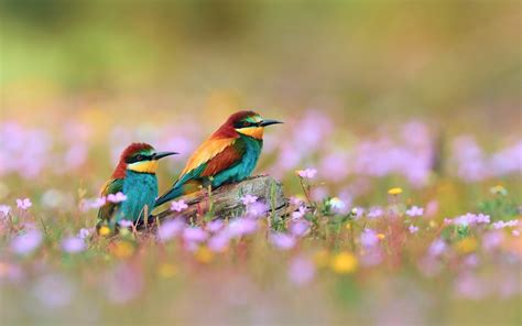 Papel de parede Pássaros Profundidade de campo Flores natureza