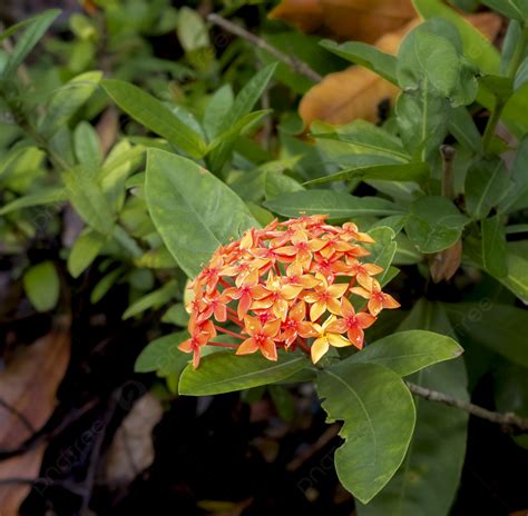 Orange Flowers Hd Photography Background, Daily Signature, Layout ...
