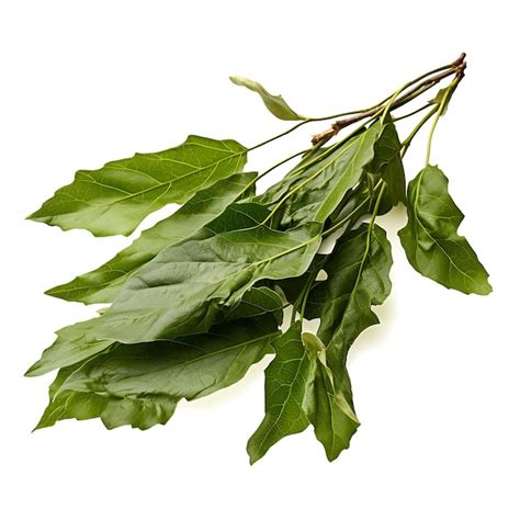 Premium Ai Image Variety Of Nature Chaparral Leaves Type Of Herb