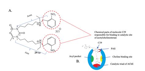 Dual Ache Inhibitor Avva Pharmaceuticals Ltd