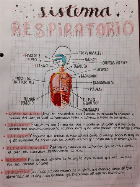 Sistema Respiratorio Sistema Respiratorio Apuntes De Lengua Sistema