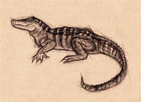 Scientific Illustration Sarah Oconnell Sketch Of A Baby Alligator