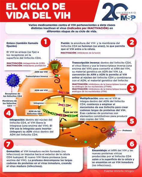 El Ciclo De Vida Del Vih