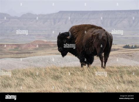 American Buffalo Bison In South Dakota Badlands Stock Photo Alamy