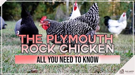 The Plymouth Rock Chicken All You Need To Know Youtube