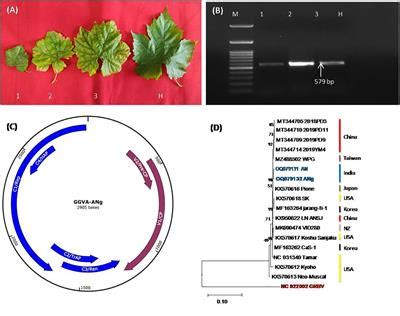 Frontiers Development And Application Of Crude Sap Based Recombinase