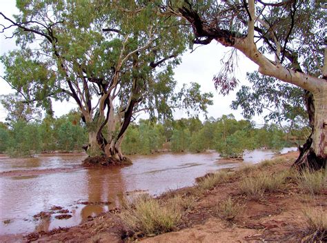 Eucalyptus Camaldulensis River Red Gum Ausemade