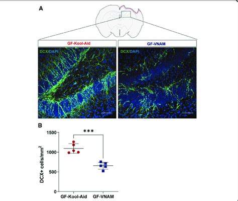 Neurogenesis Reduction In Germ Free Gf Transplanted Mice 7 Days After Download Scientific