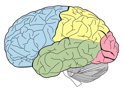 Juegos De Ciencias Juego De The Neuro Explorer Cerebriti