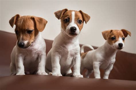 Quelle Race De Chien Choisir Comme Animal De Compagnie Fanimaux