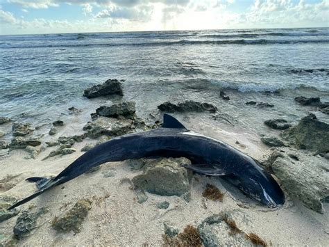 Melon Headed Whale From Cozumel MX QR MX On November 27 2022 At 09