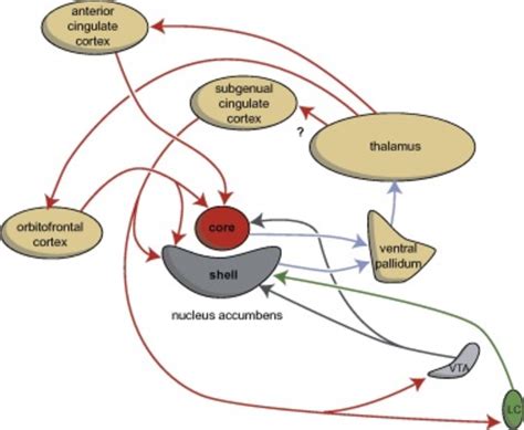 Stimulation Of The Core And Shell Of The Nucleus Accumbens Adapted