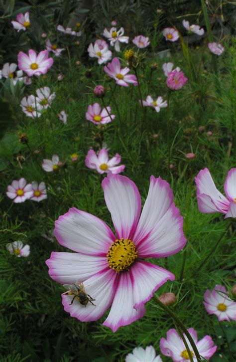 COSMOS Picotee Flower Seed Southern Harvest