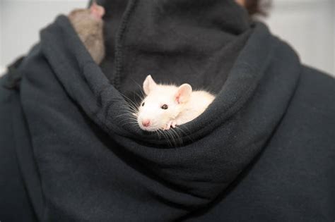 70+ Hooded Rat Stock Photos, Pictures & Royalty-Free Images - iStock