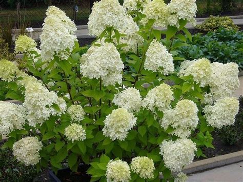 Ortensia bianca - Ortensia - Ortensia dal colore bianco