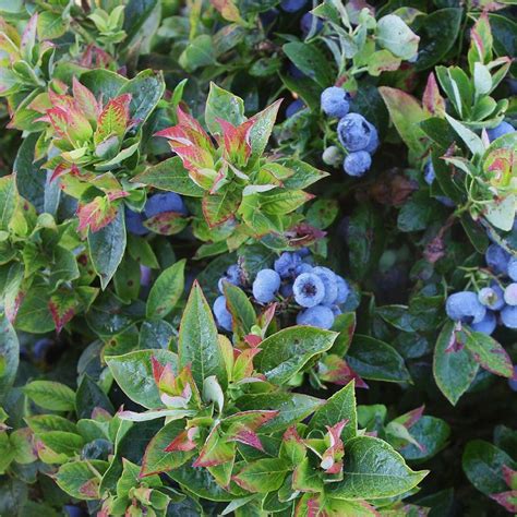 Bushel And Berry® Jelly Bean® Blueberry Plants Stark Bros