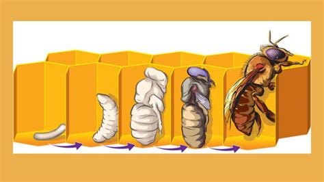 Drone Honey Bee Life Cycle