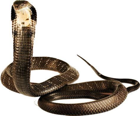 Cobra Snake Png Image Png King Cobra 507x338 Png Download