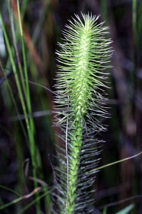 Lycopodiella alopecuroides (Lycopodiaceae) image 199512 at PhytoImages ...