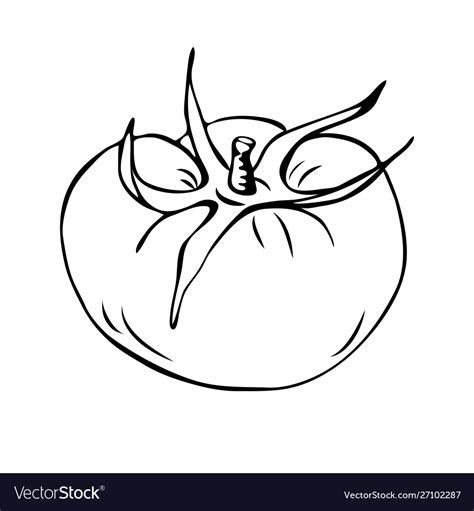 Tomato outline isolated Royalty Free Vector Image