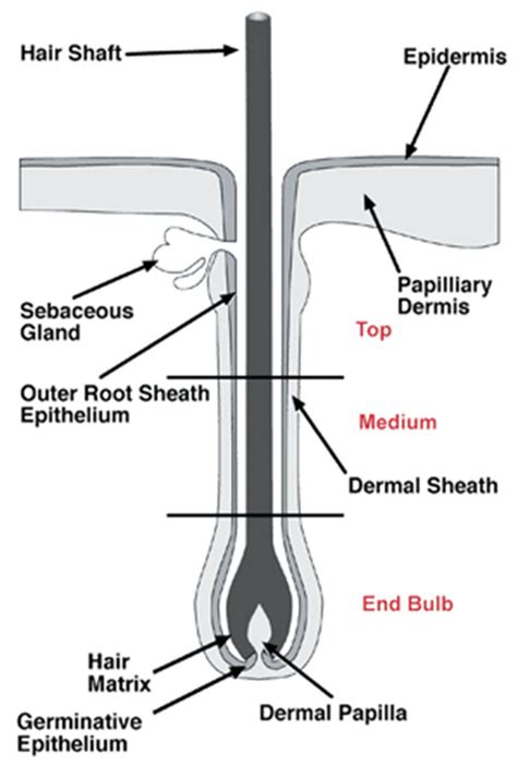 Hair Follicle Structure And Function