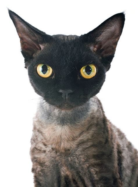 Devon Rex Cat Breed Guide And Profile Litter Robot