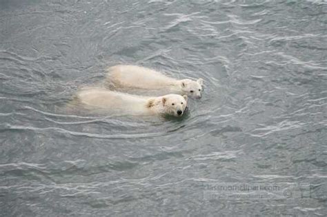 Bear Pictures-photo photo of two polar bears swimming