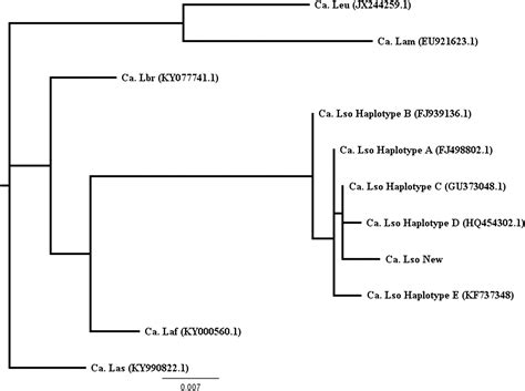 Identification Of A New Haplotype Of ‘candidatus Liberibacter