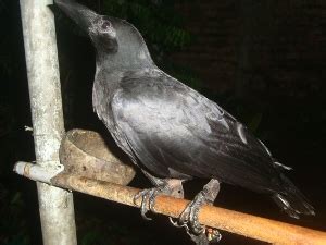 Jual Burung Gagak Hitam ~ Pasar Hewan Online | Phone : 089644690431