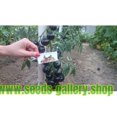 Graines De Tomate Bleue Indigo Rose Prix