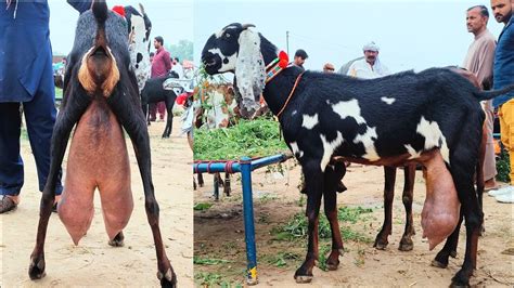 Best Milking Goats In Sahiwal Bakra Mandia Plus Milking Goatspreagant Goats Goatfarming