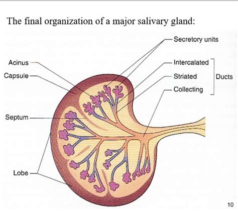 Histology Of Salivary Glands Oral Ecosystems Flashcards Quizlet