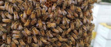 Habitat Loss Creates Stress For Honey Bees Wcvm Today Western