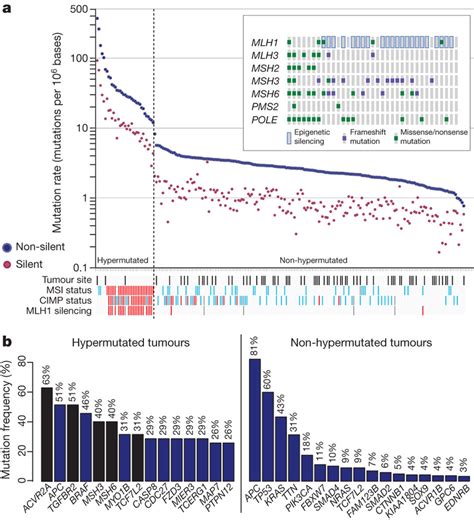 Mutation Frequencies In Human CRC A Mutation Frequencies In Each Of