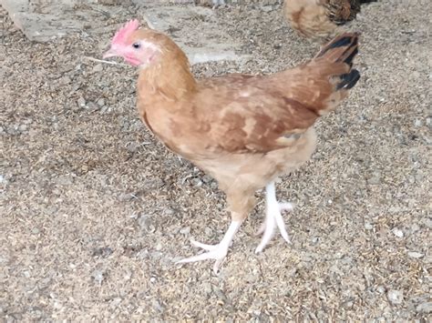 Brown Desi Murgi Chicks, Rs 420 /kg Minati Store | ID: 23364233455