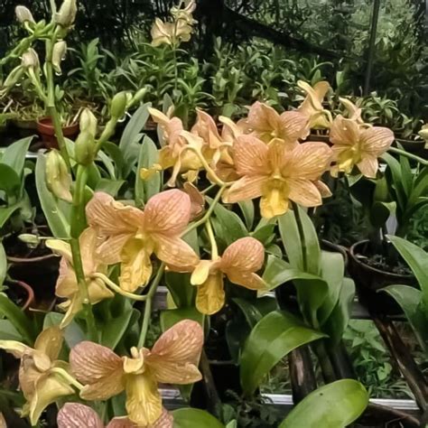 Jual Tanaman Hias Anggrek Dendrobium Dewasa Siap Bunga Jacky Strip